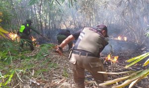 Khawatir Merembet, Petugas Damkar Padamkan Api di Kebun