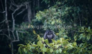 Gerombolan Monyet Masuki Kawasan Wisata