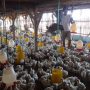 Cuaca Panas Sebabkan Kematian Ayam di Darmaraja Meningkat