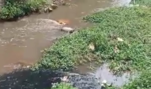 Video Limbah Pabrik Cemari Sungai Cimande Viral