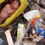 Mayat Bayi Membusuk di Tempat Sampah