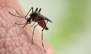 Chikungunya Serang Warga Curug