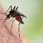 Chikungunya Serang Warga Curug