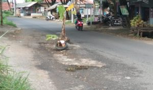 Protes Jalan Rusak, Warga Tanami Pohon Pisang