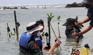 Mahasiswa Fakultas Teknik Geologi Universitas Padjadjaran melakukan penanaman 1.000 bibit mangrove di kawasan Pantai Muara Sawah Kabayan, Desa Muara, Lebak, Banten. (Foto : Istimewa/www.unpad.ac.id)