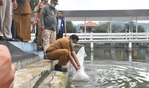 Bupati Tabur 10 Ribu Benih Ikan Kancra dan Ikan Nila di Empang Gedung Negara