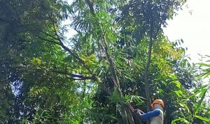 Kabel PLN, Banyak Terancam Pohon Tumbang