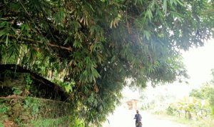 Rumpun Bambu Ancam Pengendara, Rawan Tumbang saat Musim Hujan