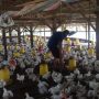 Warga: Ternak Ayam Penyebab Kesulitan Air Bersih di Desa Cikahuripan Sumedang