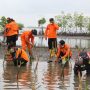 HUT Basarnas ke 50 : Pantai Pondok Bali Ditanami 500 Pohon Mangrove