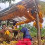 Hama Monyet Hantui Petani Desa Ranggon