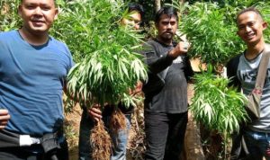 Polisi Memburu Pemilik 10 Hektar Ladang Ganja Di Cianjur