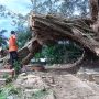 Pohon Raksasa Tumbang, Timpa Pemakaman, Hambat Mobilitas Warga