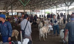 Pasar Hewan Tanjungsari Kembali Dibuka