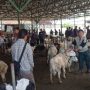 Pasar Hewan Tanjungsari Kembali Dibuka