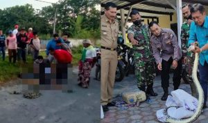 Ditemukan Tewas Dililit Ular Sanca Kembang, Pencari Ular dan Katak di Kabupaten Blitar