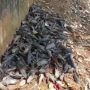 Ribuan Ikan Sapu-sapu Mati di Kali Baru Kramatjati