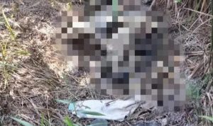 Warga Sepinggan Balikpapan Ditemukan Mayat Tinggal Kerangka di Semak Belukar