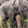 Seekor Bayi Gajah Lahir di PLG Padang Sugihan Sumatra Selatan