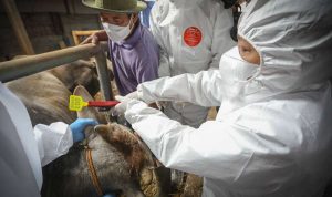 Cegah PMK, Pemkot Bandung Vaksin 200 Hewan Ternak