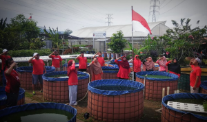 Petani di Bogor Kibarkan Bendera ‘Merah-Putih’ di Kolam Lele