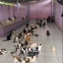 TNI Penembak Kucing di Bandung Berpangkat Brigjen Inisial NA, Bisa Dikenakan Pasal Berlapis