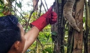 Kukang Jawa Temuan Warga Sumber Cirebon Dilepas di Gunung Ciremai