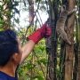 Kukang Jawa Temuan Warga Sumber Cirebon Dilepas di Gunung Ciremai