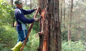 Kehidupan Penyadap Getah Pinus Memprihatinkan, Kehilangan Sumber Pencaharian