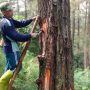 Kehidupan Penyadap Getah Pinus Memprihatinkan, Kehilangan Sumber Pencaharian