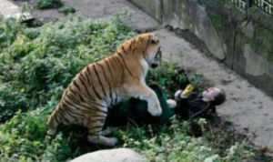 Detik-detik Pria Diterkam Harimau, Luka di Kepalanya Ngeri