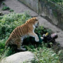 Detik-detik Pria Diterkam Harimau, Luka di Kepalanya Ngeri