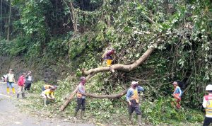 Musibah Lagi, Pohon Tumbang Tutup Jalan Cadas Pangeran Hari ini