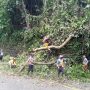 Musibah Lagi, Pohon Tumbang Tutup Jalan Cadas Pangeran Hari ini