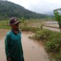 Hektaran Sawah Rusak Terendam Banjir, Normal Kembali Setelah 11 Jam