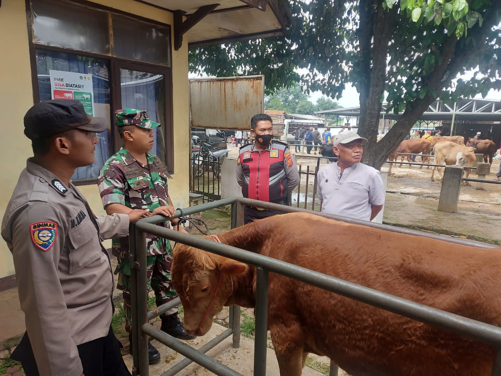 Taati SOP, Pasar Hewan Tanjungsari Kembali Buka