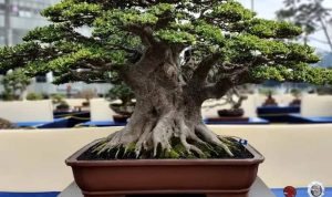 Bonsai Pohon Serut yang telah menjuarai pameran bonsai