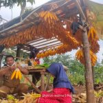 Hama Monyet Berkurang di Ranggon