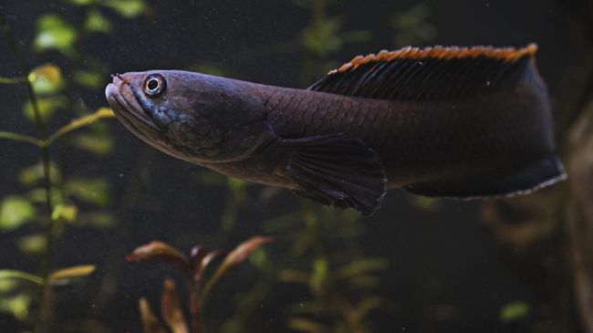 Ikan Channa, Ikan Hias Berkepala Ular Dengan Harga Yang Fantastis