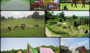 Tempat Wisata Hits Di Puncak Bogor, The Ranch!