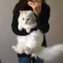 Pecinta Kucing Wajib Tau! Kucing Bisa Tahu Perasaan Pemiliknya