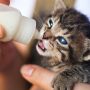 Kamu Pecinta Kucing ? Berikut Ini Manfaat Menjadi Cat Lovers Menurut Sains