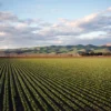 Kualitas lahan dan geografi seringkali menjadi wacana publik tentang rendahnya produktivitas pertanian di negara-negara berkembang.