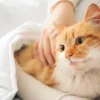 Tips Memelihara Kucing dengan Baik