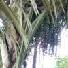 Salah satu dari sekian tumbuhan yang ada dan memiliki manfaat, berikut pohon aren diantranya. Siapa yang tidak kenal dengan jenis pohon ini? di setiap daerah di Indonesia tentu dengan mudah dapat menenemukan tumbuhan dengan berbagai manfaat ini. ohon Aren, Tumbuhan Sejuta Manfaat