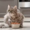 Rekomendasi Makanan Kucing Dengan Protein Tinggi