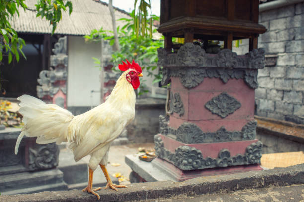 Turis di Bali Membuat Petisi Tentang Suara Ayam yang Berkokok