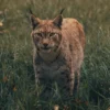 Swedia kucing Lynx