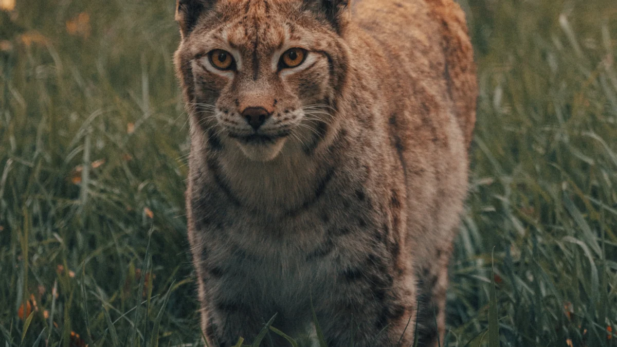 Swedia kucing Lynx