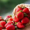 Cara Budidaya Buah Strawberry